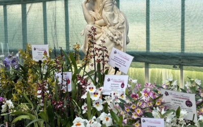 Glasgow Orchid Fair May 2025