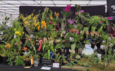 BBC GWL INTERNATIONAL ORCHID SHOW 2025