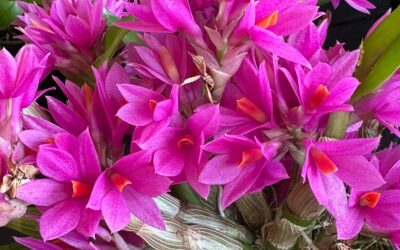 Orchids for Everyone