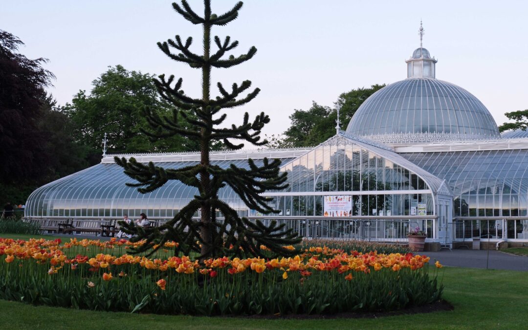 Glasgow Botanic Gardens Orchid Fair