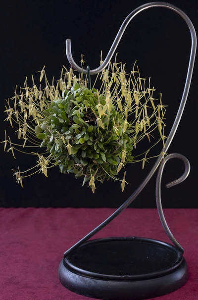 1 plant