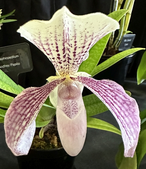 Paph Godfroy Papillio