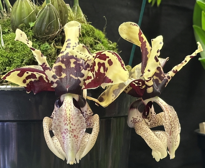 Stanhopea tigrina