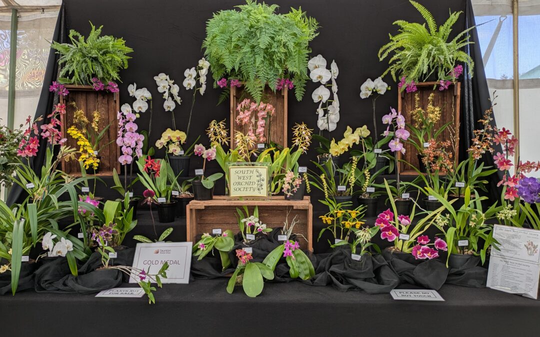 Taunton Flower Show: South West Orchid Society Display